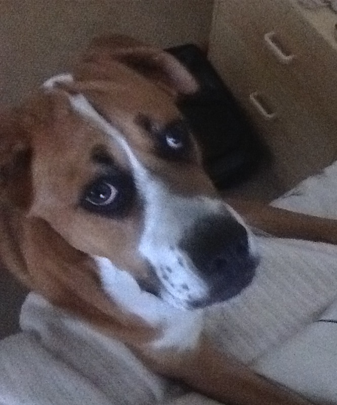 Bruce