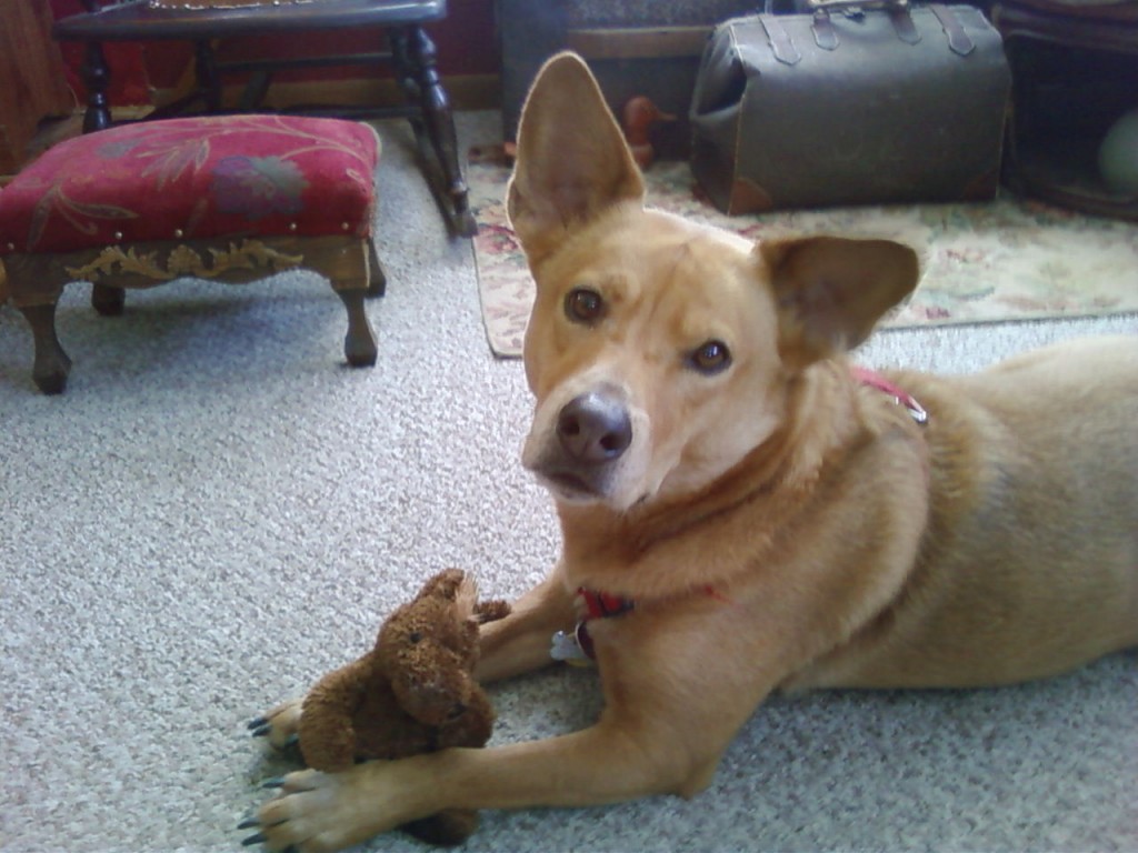Dog2