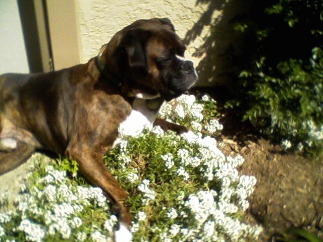Tank and flowers