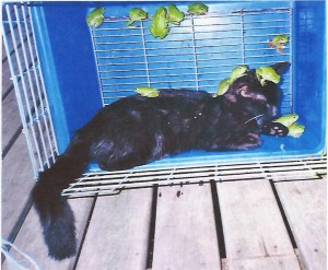 frogcat
