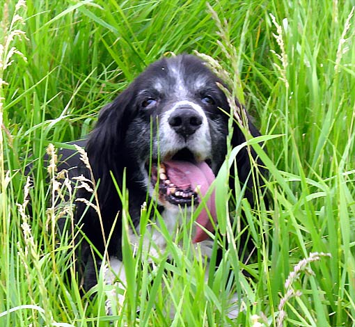 marleyinthegrass