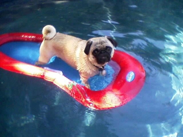 pug