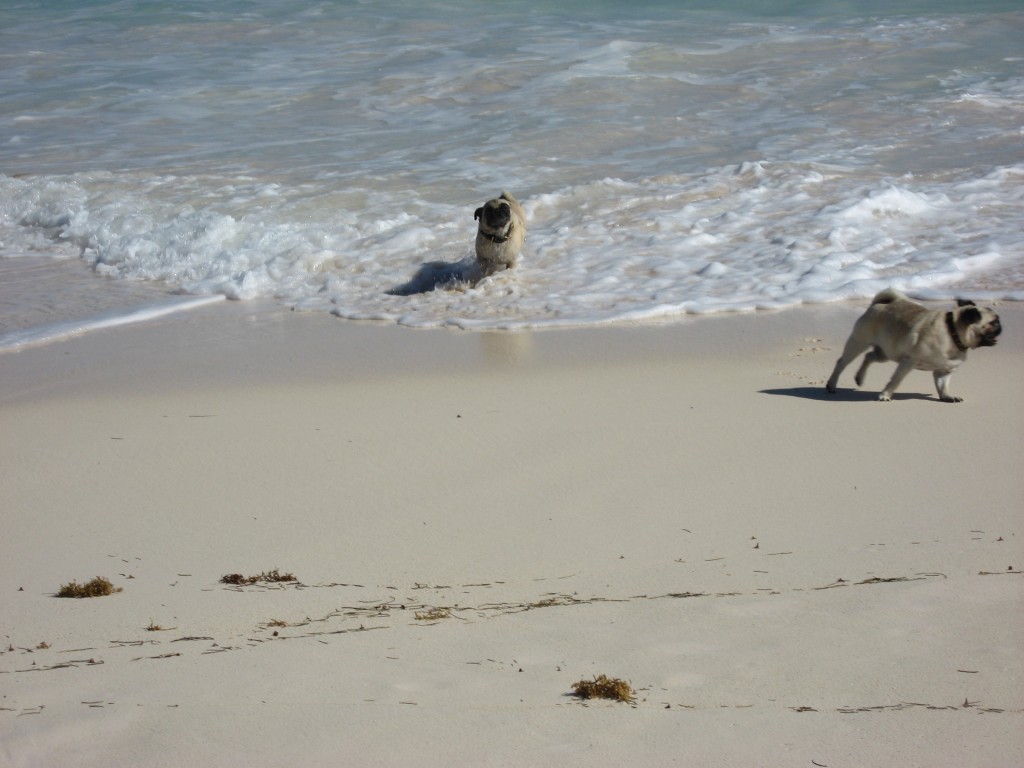 pugs romping