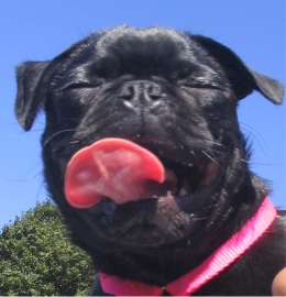 tongue for web jpg